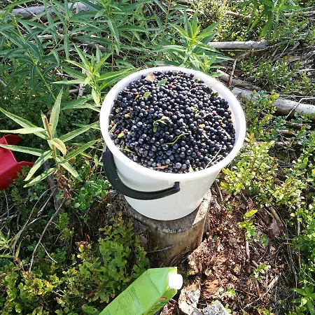 Lomakyla Timitraniemi * Lieksa